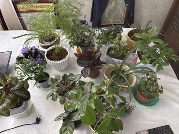 кухонный шкаф настенный: Коллекция комнатных растений в горшках - Разнообразие видов: сенполии