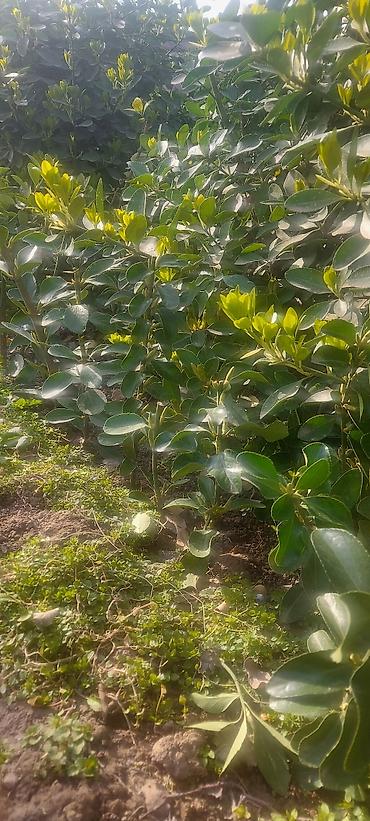 rozmarin bitkisi: Pitosporum (Pittosporum tobira) dekorativ kol – canlı çit və landşaft — 2