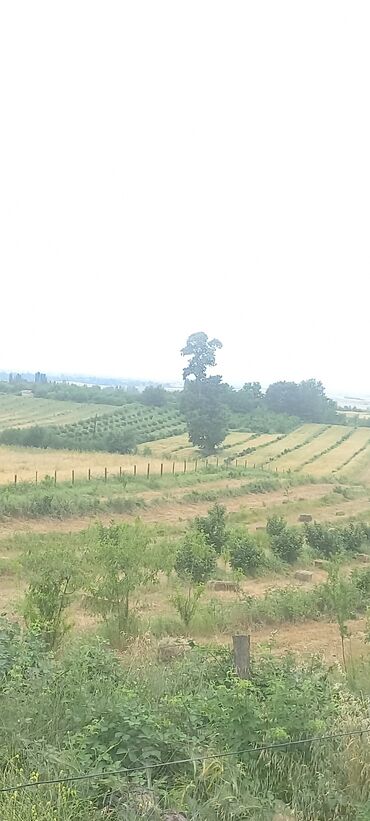 Anbar və emalatxanalar: Ünvan: Qusar şəhəri Ləyər kəndi (ləzgi ləyər) 1hk 68 sot bağ yeri — 3