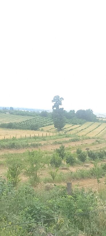 Torpaq sahələrinin satışı: Kənd təsərrüfatı — 19