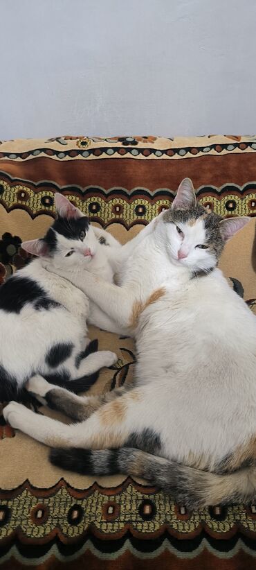 Pişiklər: Erkək, Yaxşı əllərə -da lalafo.az — 5 Pişiklər: Erkək, Yaxşı əllərə — 5