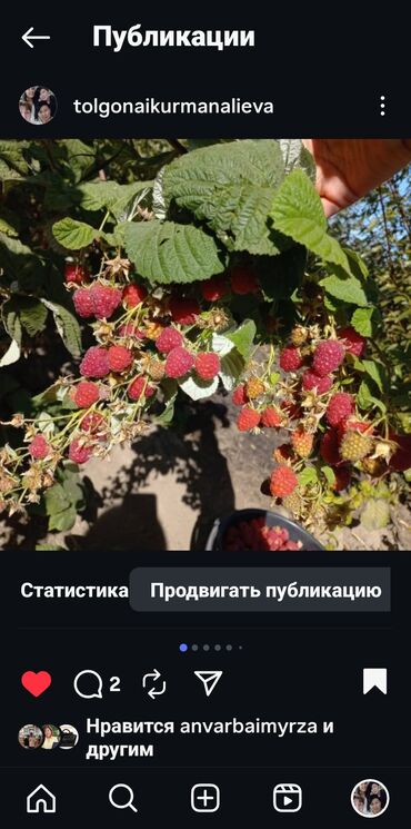 садовый измелчитель: Малина Чекене