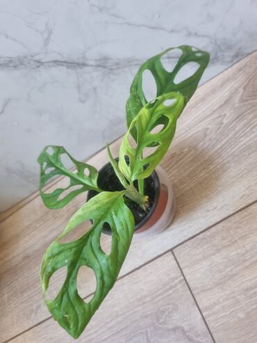 Филодендроны: Сциндапсусы,сансевиерии ва,алоказия,бегония макулата монстера — 17