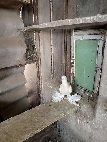Птицы: Продаю молодых голубей 1 шт стоит пятьсот сом окончательно родители — 23