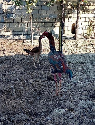 www.toyuq ve cuce yem qablari: Xoruz, Heyratı, il: 1, Ödənişli çatdırılma — 1