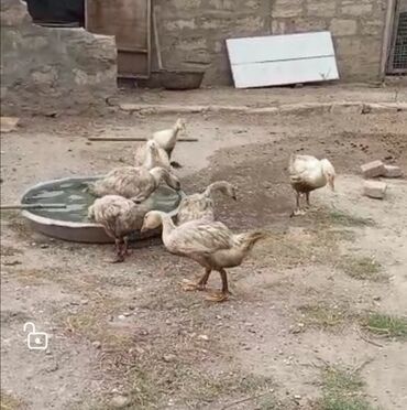 Erkək, Damazlıq