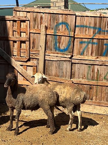balaca pisik satisi: Salam saqlam Erkey toğlular ve quzulardi super kokluydedi erkeydi — 3