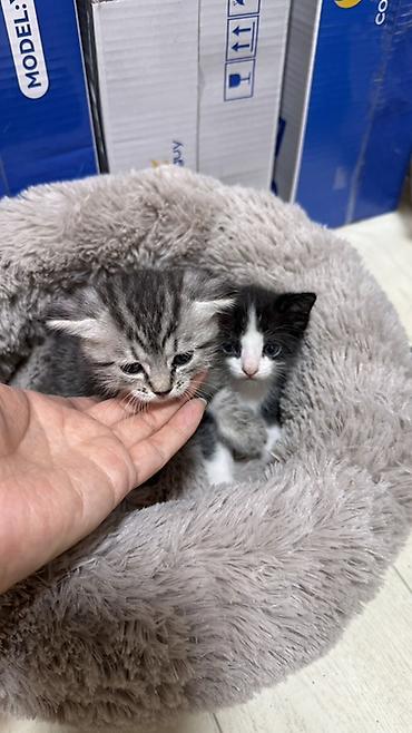 Жаздыктар: Котята в добрые руки. Кушают самостоятельно и ходят в лоток. Обе — 2