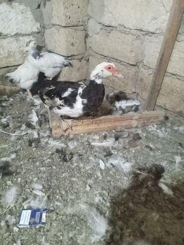 Ördəklər: Dişi, | Lal ördək, Yumurtalıq, Ünvandan götürmə lalafo.az -da Ördəklər: Dişi, | Lal ördək, Yumurtalıq, Ünvandan götürmə