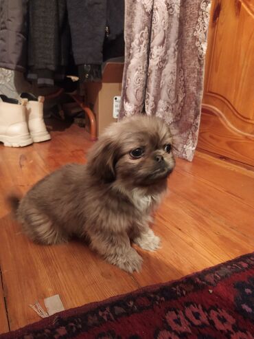 İtlər: Pekines, 3 ay, Dişi, Peyvəndli, Ünvandan götürmə