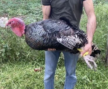 bala pişiklər: Türkiyeden gelme Amerikan bronz hinduşka balaları satılır hem etlik