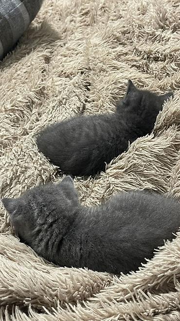 ласки: Британская короткошёрстная, 1 месяц, Девочка, Голубой, Приучена к лотку — 4