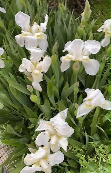 roza gul: Ağ rəngli iris (göyərçin zanbağı) dekorativ çoxillik bitki - Rəng — 1