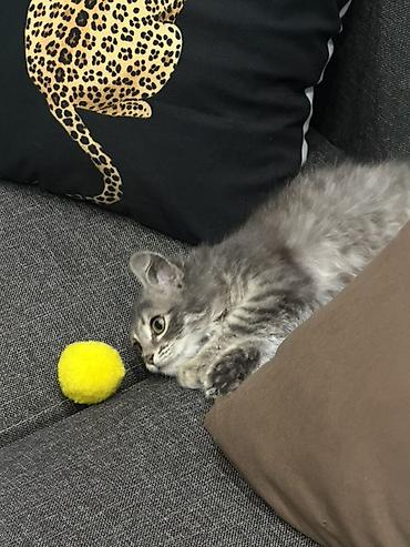 приручен: Кошка даром: Беспородная, 2 месяца, Девочка — 1