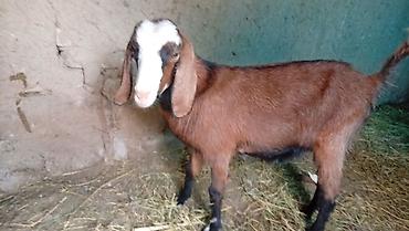 Продам с/х животных: Продаю | Козлёнок | Для разведения — 6