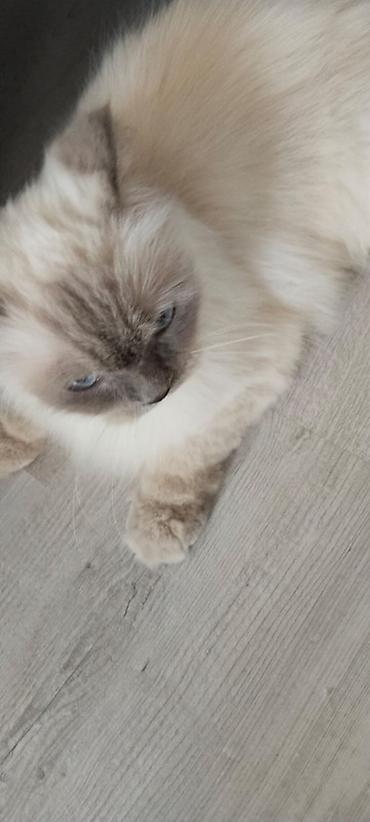 scottish fold satilir: Erkək, Ünvandan götürmə, Rayonlara çatdırılma — 3