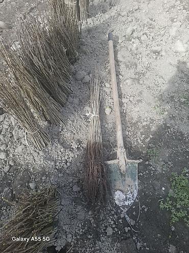 zeytun ağacı qiyməti: Gilas şitilləri (calaq altı) yeni çıxardılıb — 2