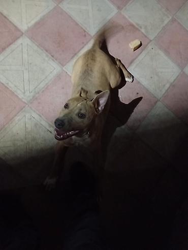 pitbul gence: Pitbull it 6 aylıqdır dişidir tualet mədəniyəti ev yemekləri yeyir — 4