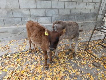 продаю музоо торпок корова самка бык самец айрширская ангус алатауская на забой для разведения на откорм племенные нетель привязанные: Продаю | Музоо, торпок | Алатауская | Для разведения | Осеменитель