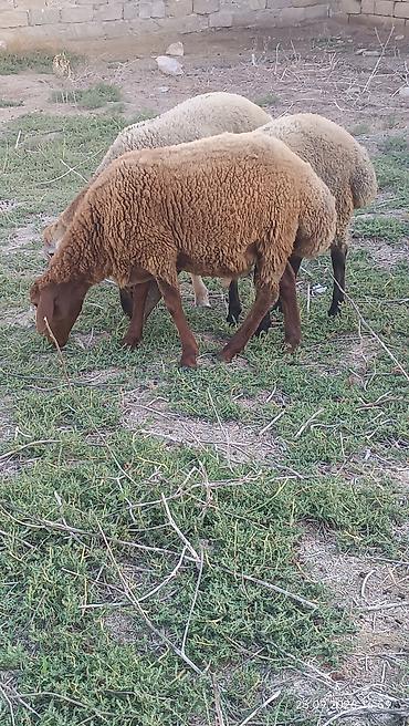 sort qoyunlar: Quyruqlu ətlik qoyunlar – sürü halında - Cins tipi: yerli quyruqlu — 6