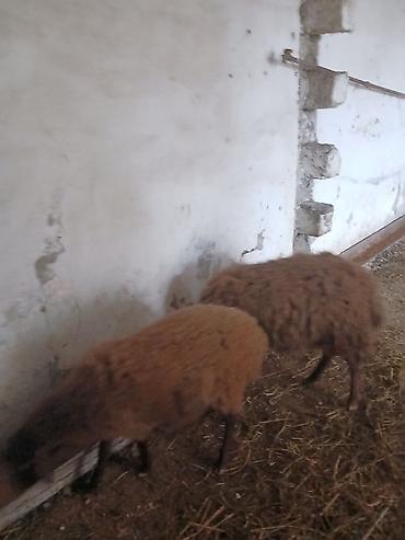 Qoyunlar, qoçlar: Iki baş qala cinsi ekizdilər 11 ayLlqdlLar qiymet birine aiddir.qoc — 9