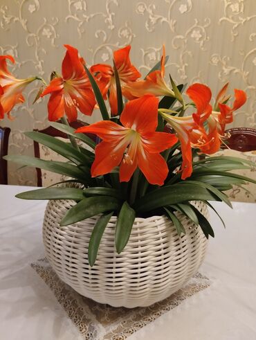 аквариум с рыбками купить: Кашпо из ротанга на заказ 12литр-2000сом,8литр-1500сом,5литр-1000сом