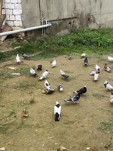 qoğal qiyməti: 50 qusdu hamsi 100 manat — 2