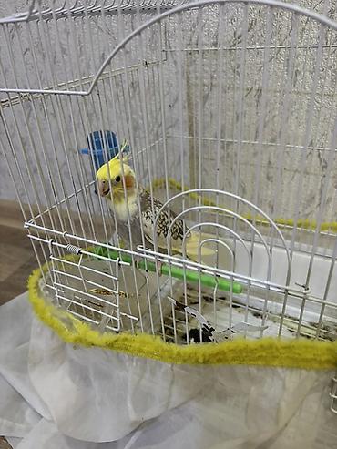 pekines ağ: Növ: Nimfa (Cockatiel) tutuquşusu Razilaşmayla Qefes quş bir yerde — 1