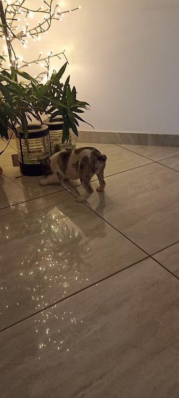 Psi: Stenad francuskog buldoga dva merle muzjaka 3.5 meseca Vakcinisani — 7