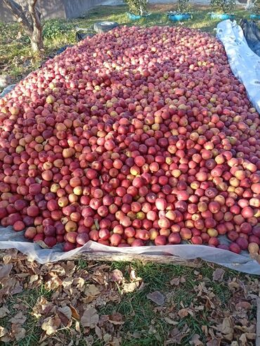 дом комсомольский: Алма привосходный сатылат баасы келишим турдо Алма сочный даамдуу анан