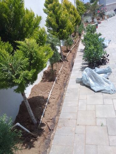 Çöl bitkiləri: Qızıl güllər dipçək gülləri həmişə yaşıl kolları zəhmət olmasa — 5