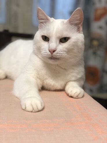 шотландская вислоухая кошка черная: 3 года, Девочка, Кастрирована, Метис, Приучена к лотку