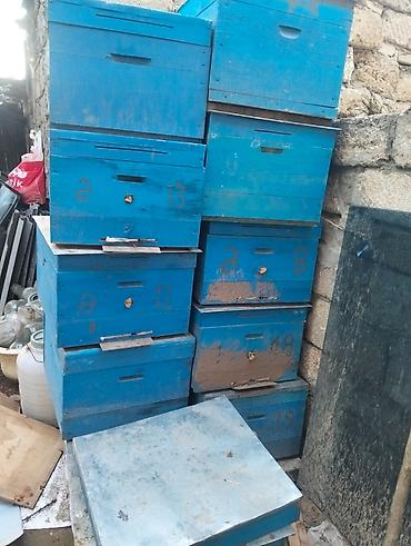 Arılar: Salam 4yeşik arıdı Karnika sortudu biri Qafqaz sortudu 2 mərtəbə tam — 2
