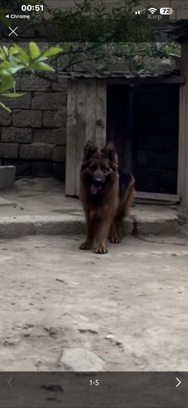 İtlər: Alman çoban iti, 2 il, Dişi, Peyvəndli — 7