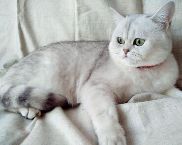 серебристая шиншилла: Вязка. Предлагается чистокровный кот на вязку.Кот опытный. Окрас