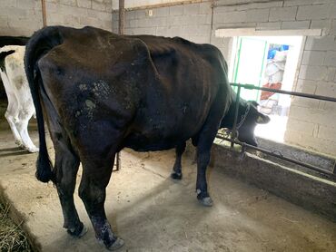 Животные: Продаю | Корова (самка) | Голштин, Швицкая | Для разведения, Для молока | Стельные