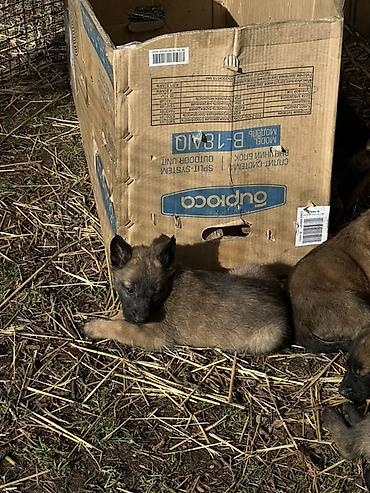 Продажа собак: Щенки Бельгийский овчарки - Порода по типу — короткошёрстные — 1