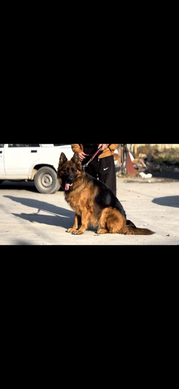 İtlər: Alman çoban iti, 2 il, Dişi, Peyvəndli — 10