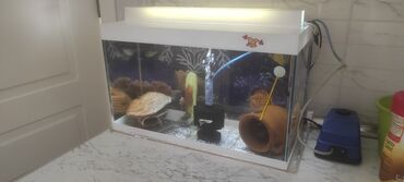 akvarium balıqları: Akvarium satilir uzunluxu50sm hündürlüyü 30 sm eni 23 sm icində ancaq
