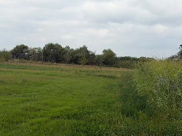 Torpaq sahələrinin satışı: 114 sot, Kənd təsərrüfatı, Kupça (Çıxarış), Bələdiyyə -da lalafo.az — 12 Torpaq sahələrinin satışı: 114 sot, Kənd təsərrüfatı, Kupça (Çıxarış), Bələdiyyə — 12