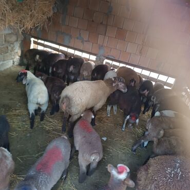 Quzu: Salam hervaxdız xeyir saxlamlıq quzularm cxdı satqa isdiyen elaqe — 10