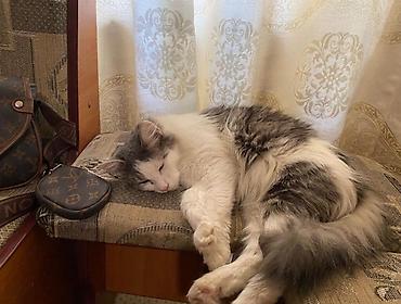 сколько стоит мейн кун: 3 года, Девочка, Приучена к лотку — 2