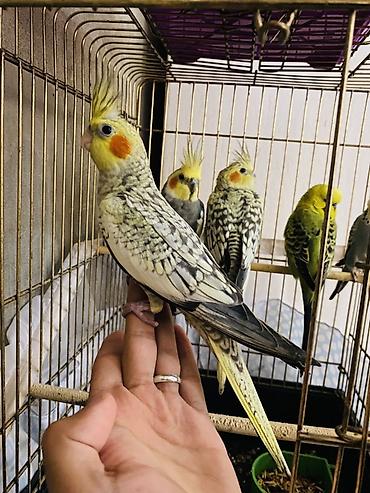 Амадины: Nimfa papağanları (Cockatiel) – fərqli rəng mutasiyaları ilə. Məhsul — 1