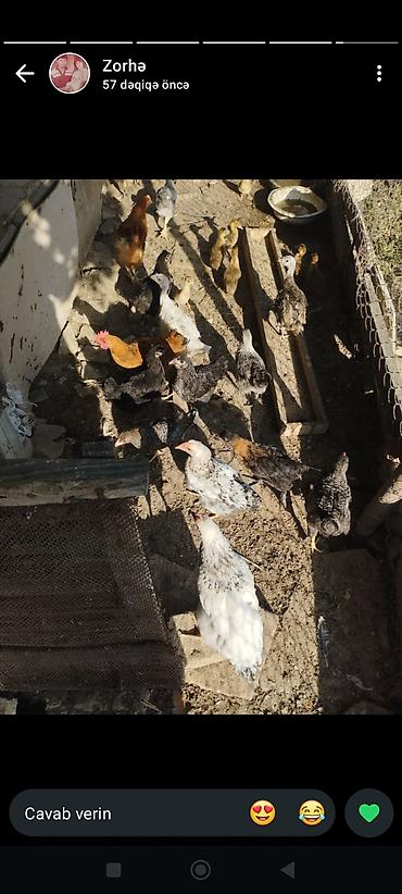 тап аз птицы: Satılır ana hindusqalar 5 dene bala hindusqalar 12 dene cuceler 2 — 9