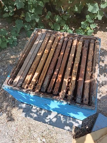 sudluk inekler satışı: Arıçılıq üçün taxta pətək korpusları - Material: qalın taxta — 6