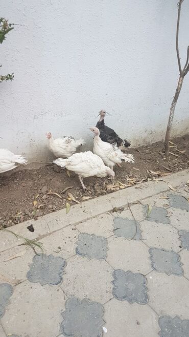 Digər quşlar: Hinduşka satılır