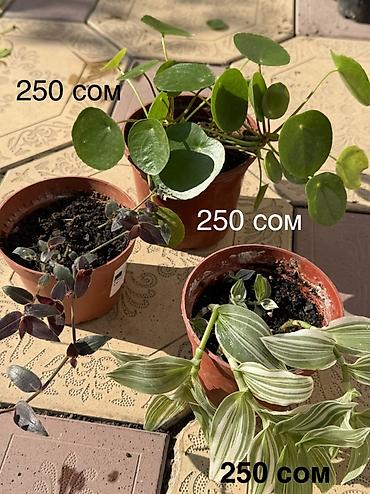 комнатные светы: Продаю домашние растения в горшках - Пилея (Pilea peperomioides) — 2
