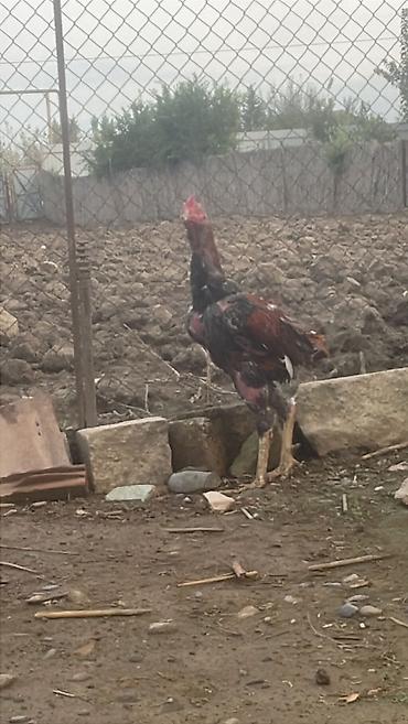 heyrati toyuq: Salam. Temız qan doyus ucun evden köçuruk deye satram sekılde — 1