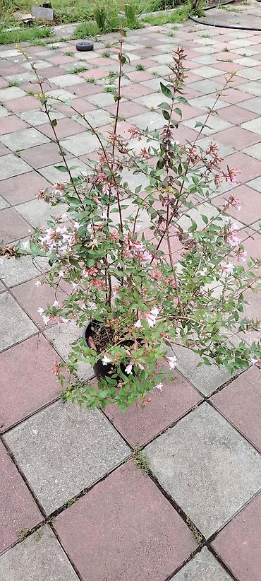 akvaryum bitkileri: Abeliya (Abelia x grandiflora) bəzək kolu – məcməyi şəkilli açıq — 3