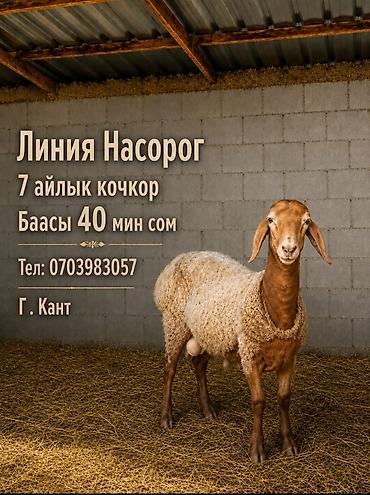 ит бишкек: Сатам | Кочкор (эркек) | Көбөйтүү үчүн | Асыл тукумдуу — 1